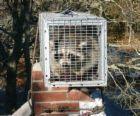 Wahtenaw Raccoon Removal, This Raccoon was capture live in cage trap