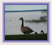 Goose Control and Goose Removal