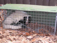 Michigan Skunk Control