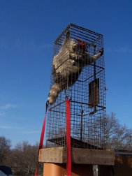 Raccoon Removal in Chimney