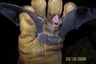 Michigan Bat Control, Michigan Bat Removal