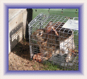 Rabbit Control and Rabbit Removal