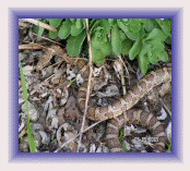 Snake Control and Snake Removal
