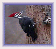 Woodpecker Control and Woodpecker Removal